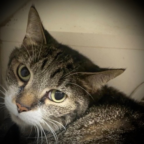 Lucy, an adoptable Domestic Short Hair in Pittsfield, IL, 62363 | Photo Image 1