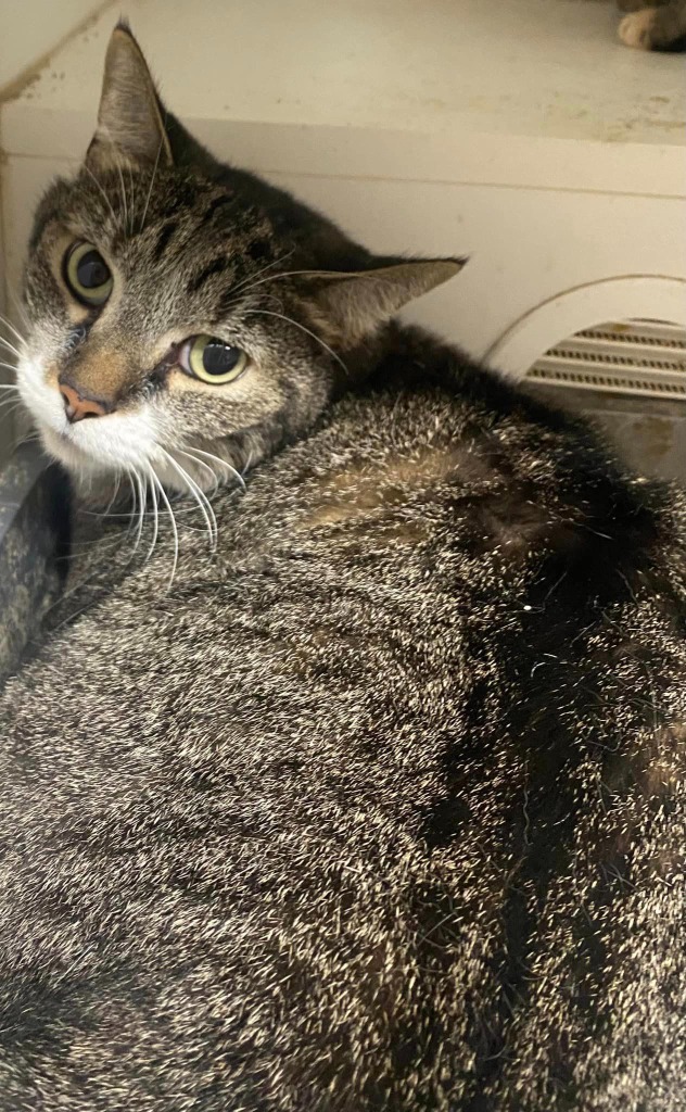 Lucy, an adoptable Domestic Short Hair in Pittsfield, IL, 62363 | Photo Image 2