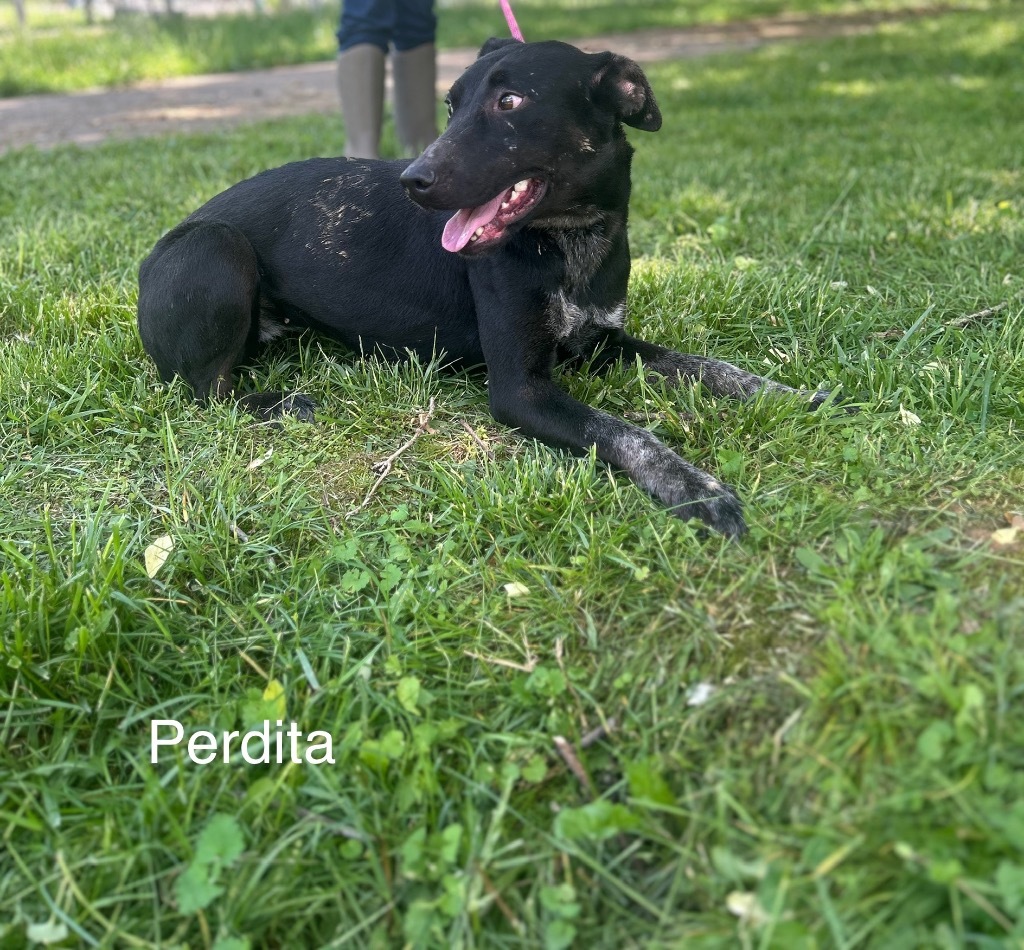 Perdita, an adoptable Labrador Retriever, Greyhound in Lawrenceburg, TN, 38464 | Photo Image 1