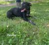 Perdita photo 1