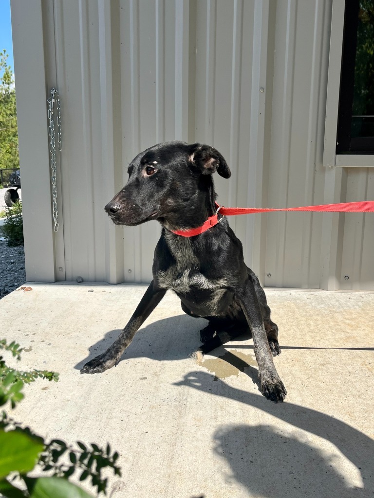 Perdita, an adoptable Labrador Retriever, Greyhound in Lawrenceburg, TN, 38464 | Photo Image 3