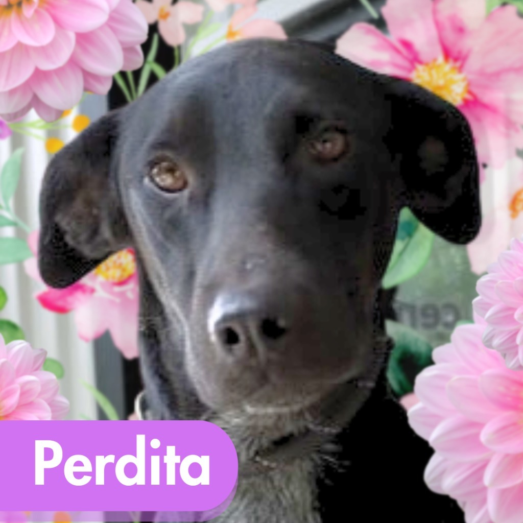 Perdita, an adoptable Labrador Retriever, Greyhound in Lawrenceburg, TN, 38464 | Photo Image 4