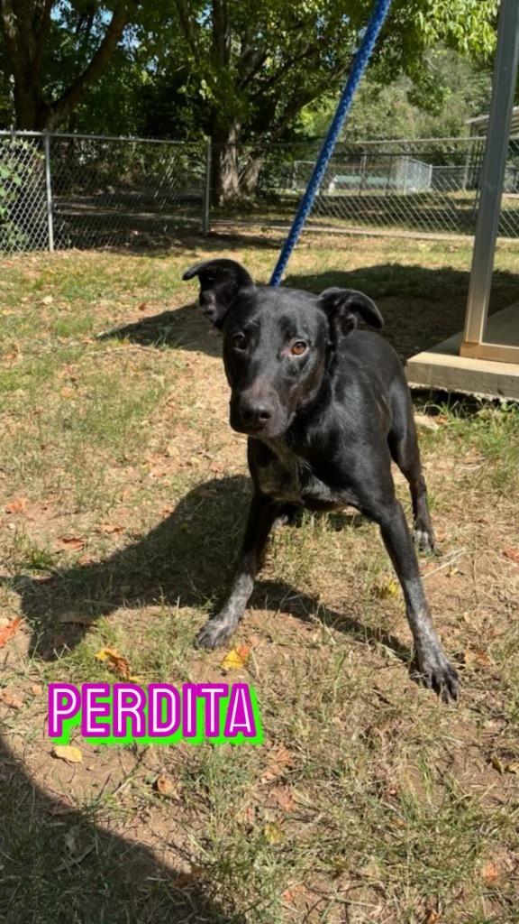 Perdita, an adoptable Labrador Retriever, Greyhound in Lawrenceburg, TN, 38464 | Photo Image 5