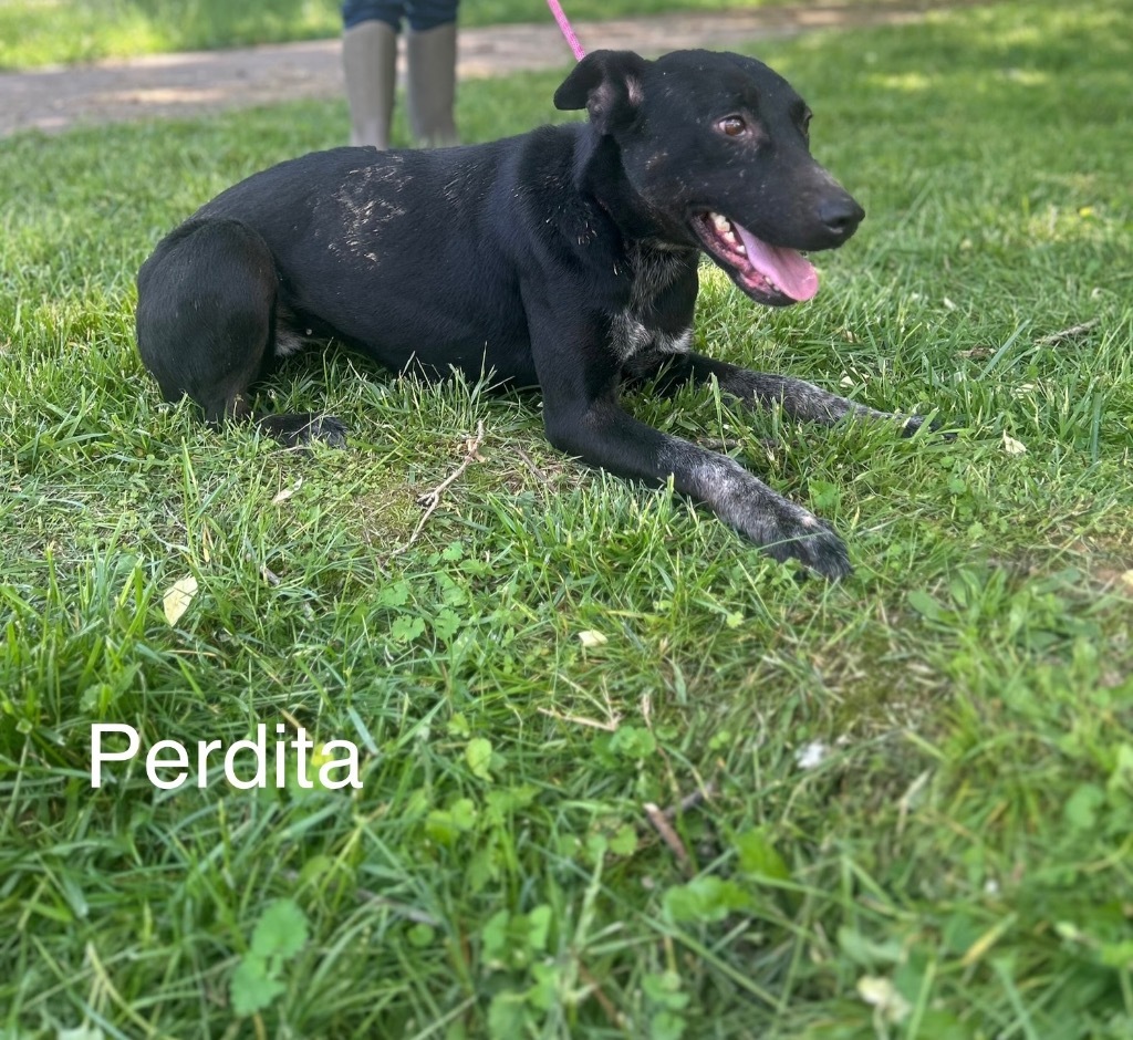 Perdita, an adoptable Labrador Retriever, Greyhound in Lawrenceburg, TN, 38464 | Photo Image 6