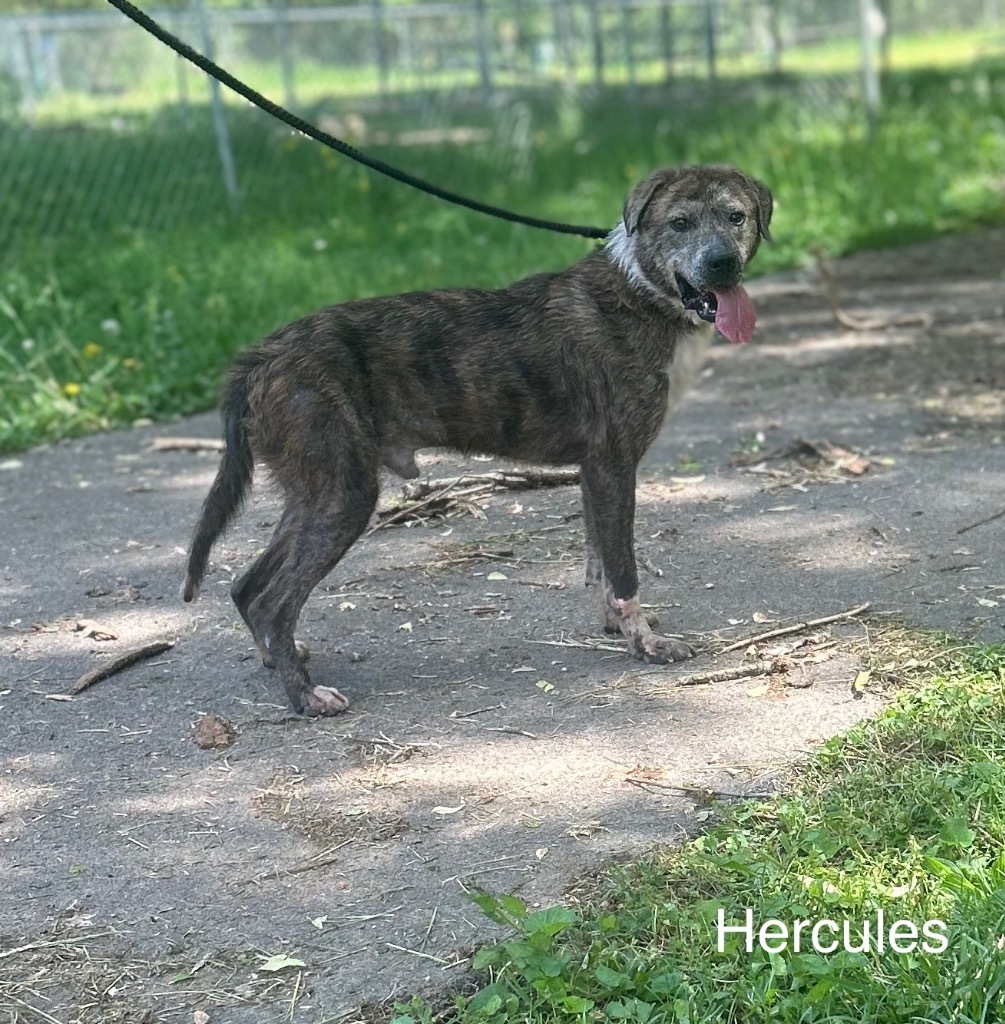 Hercules