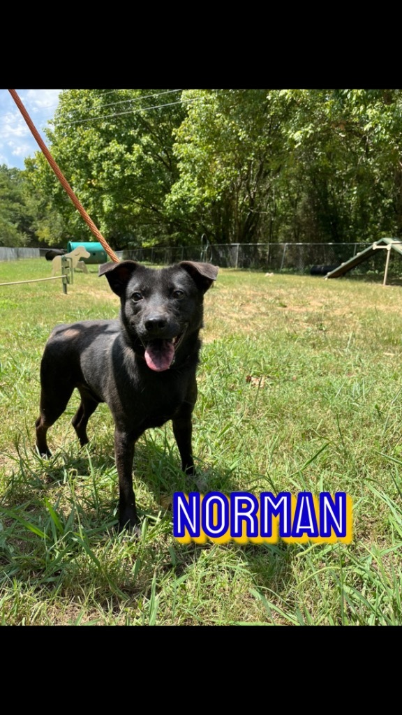 Norman