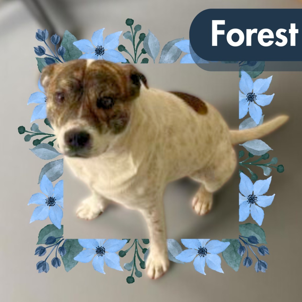 Forrest