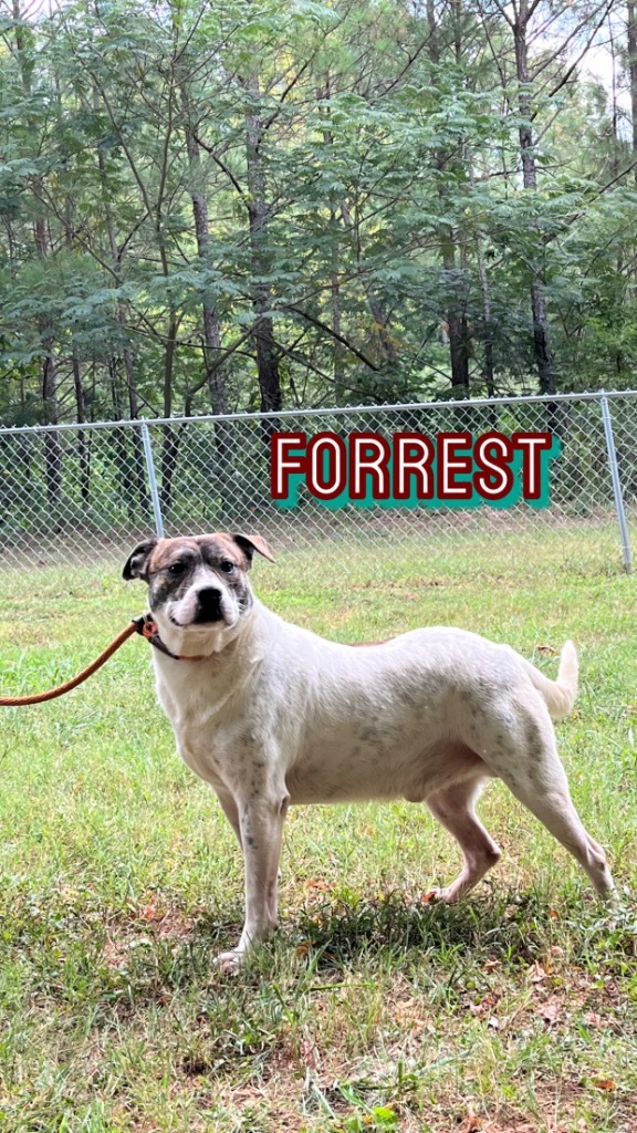Forrest