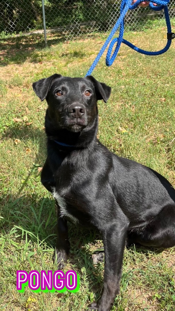 Pongo, an adoptable Labrador Retriever, Greyhound in Lawrenceburg, TN, 38464 | Photo Image 1