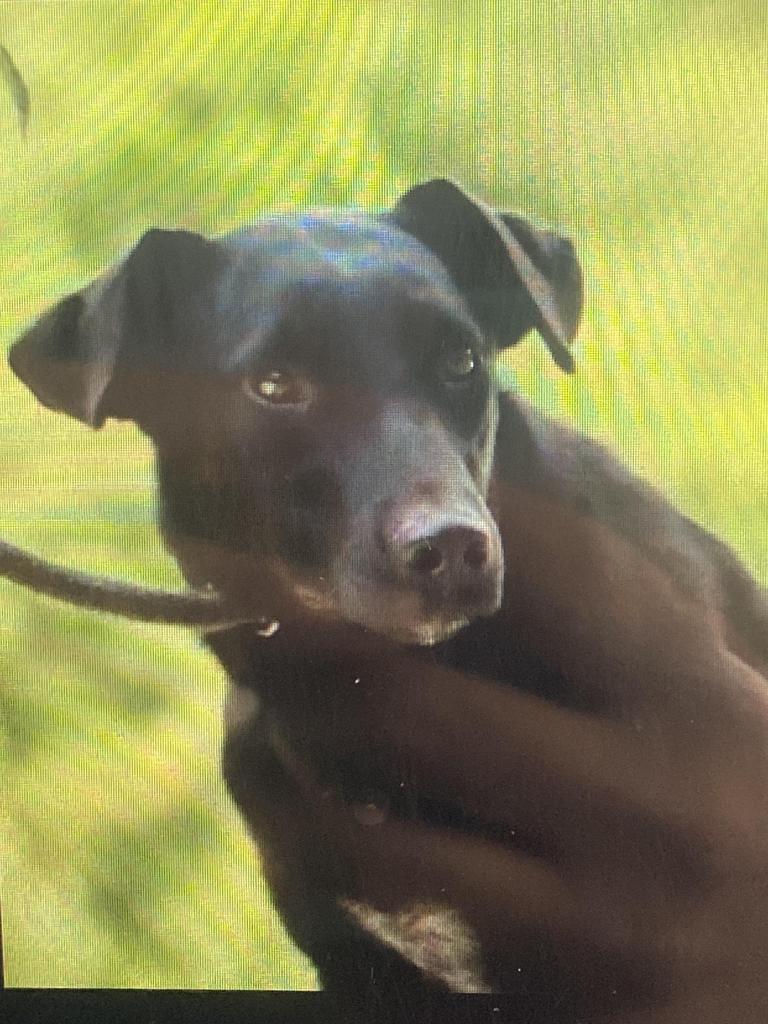 Pongo, an adoptable Labrador Retriever, Greyhound in Lawrenceburg, TN, 38464 | Photo Image 2