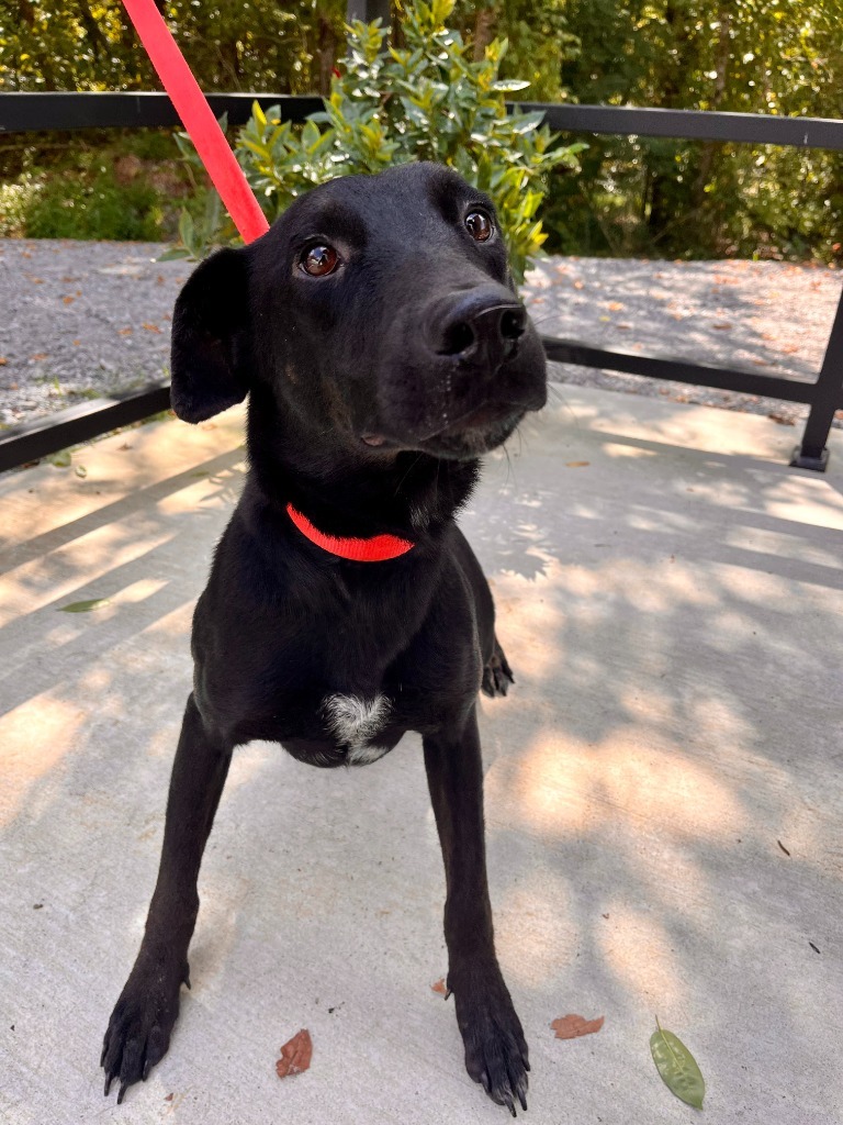 Pongo, an adoptable Labrador Retriever, Greyhound in Lawrenceburg, TN, 38464 | Photo Image 3