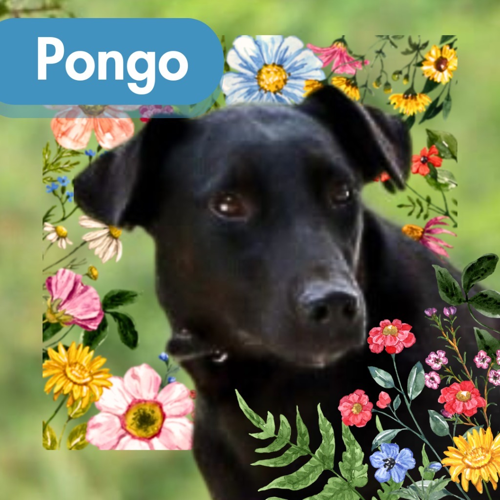 Pongo, an adoptable Labrador Retriever, Greyhound in Lawrenceburg, TN, 38464 | Photo Image 3