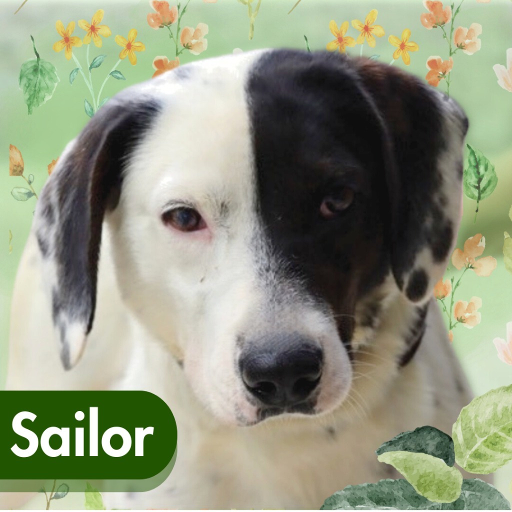 Sailor