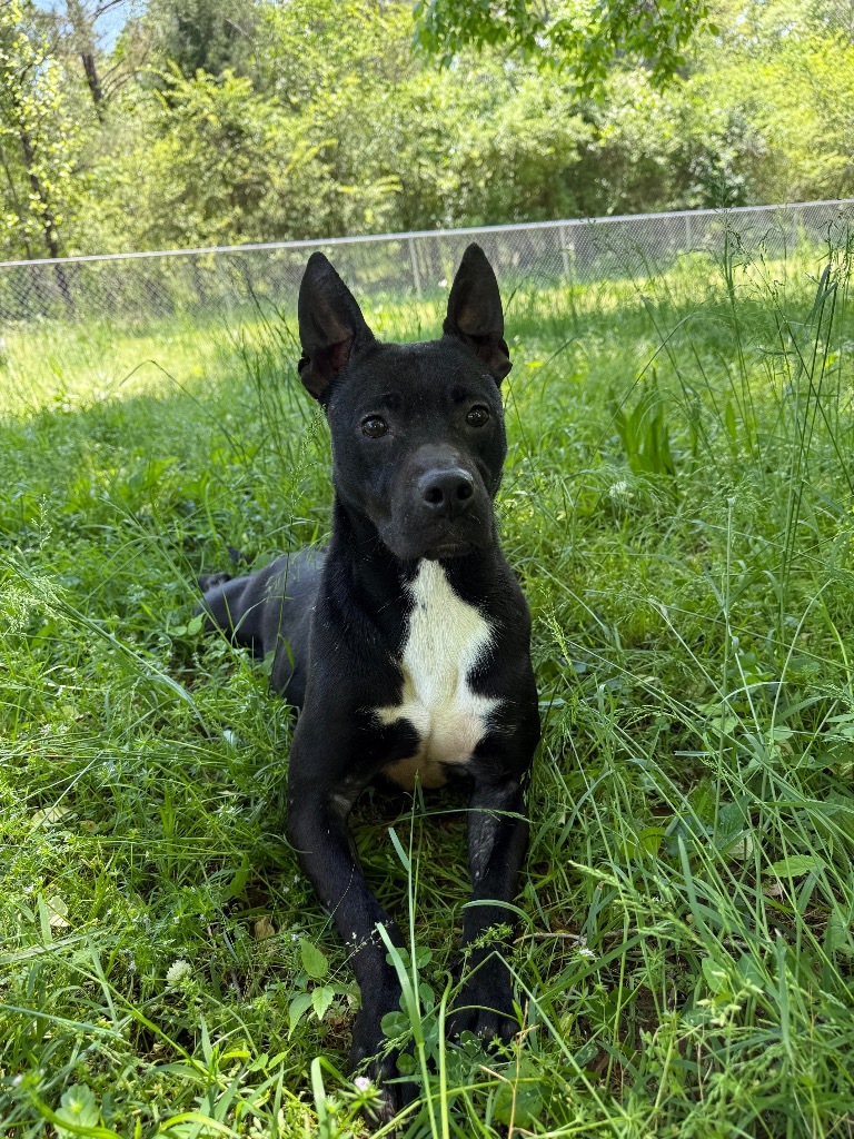 Dafny