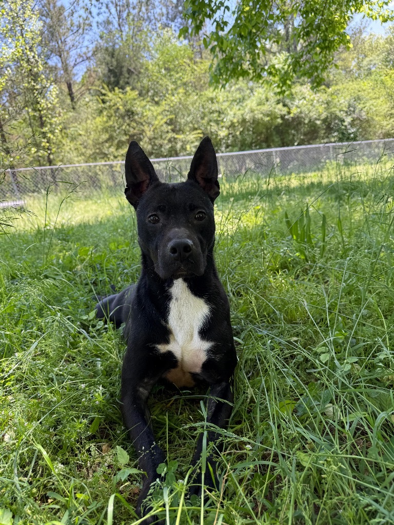 Dafny