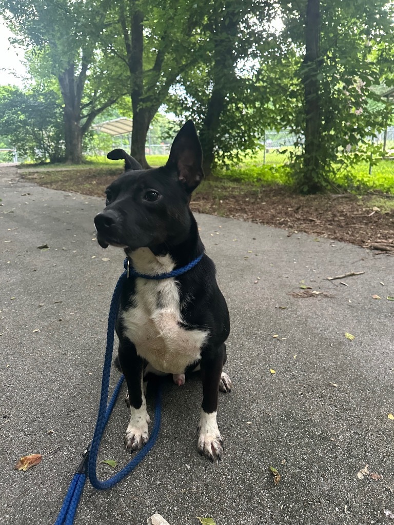 Pierre