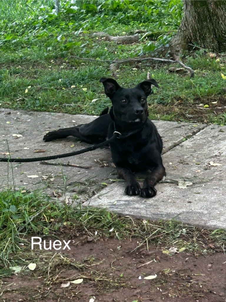 Ruex