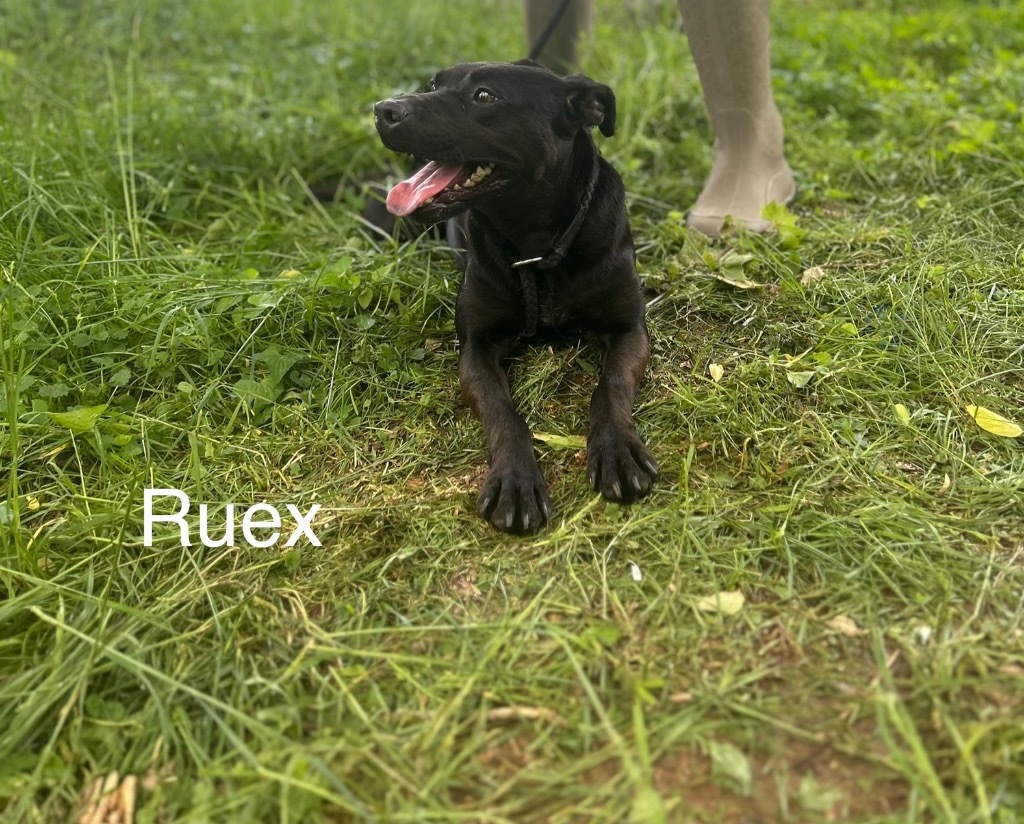 Ruex