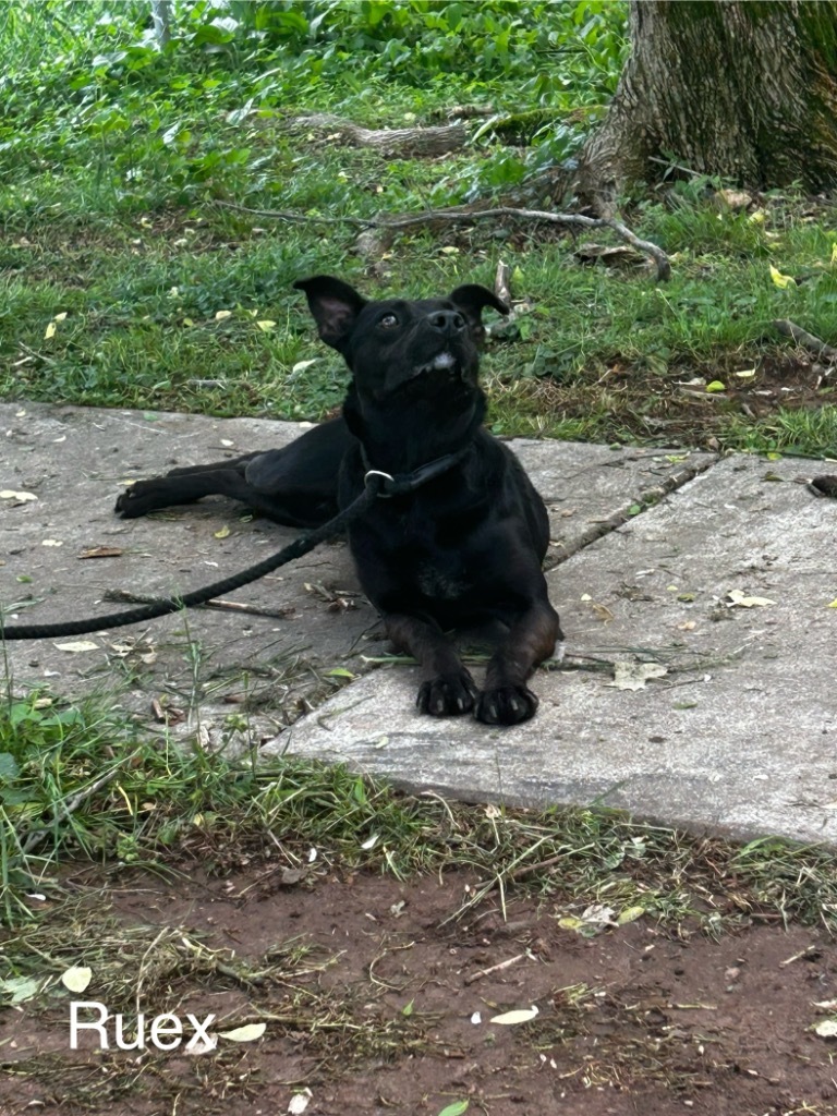 Ruex