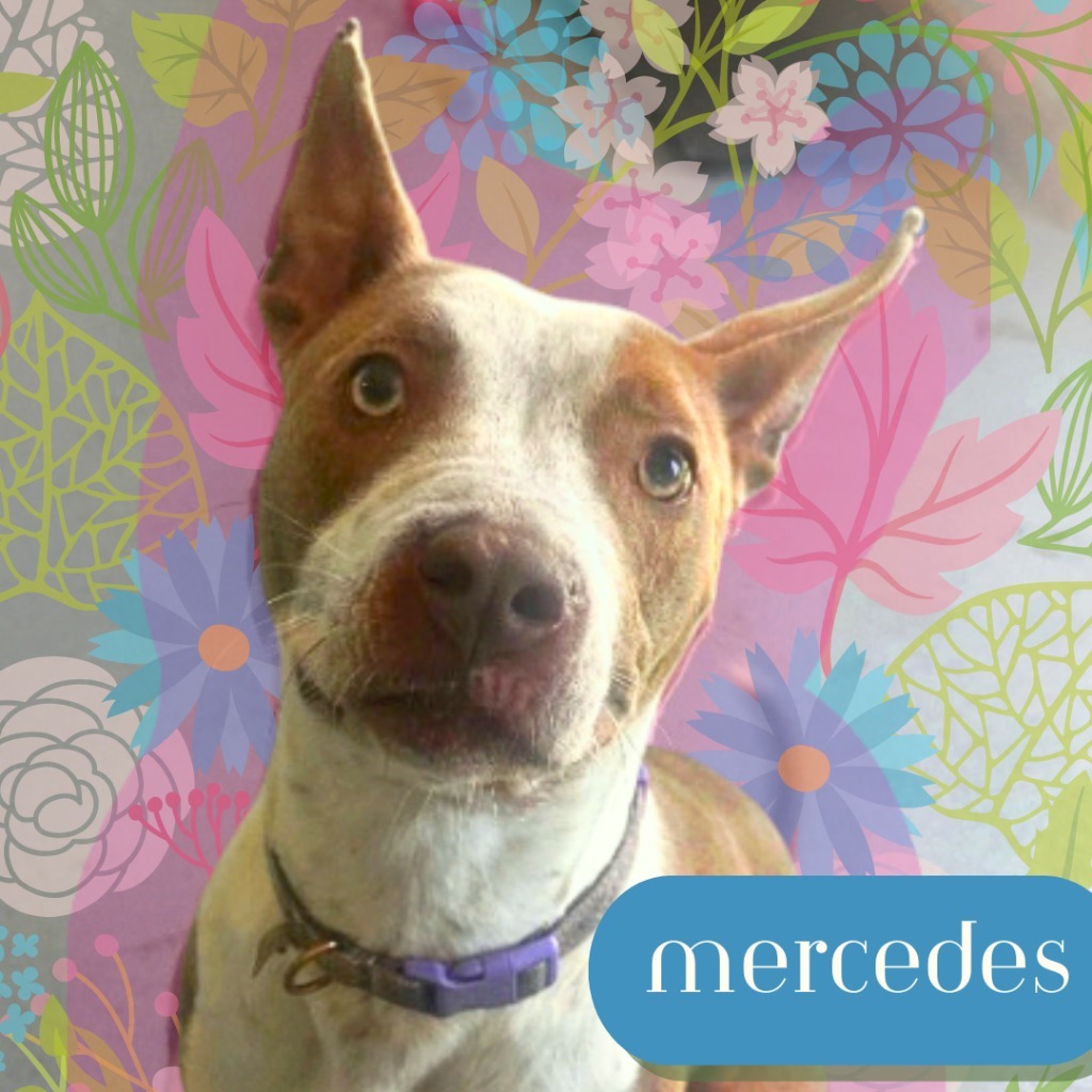 Mercedes
