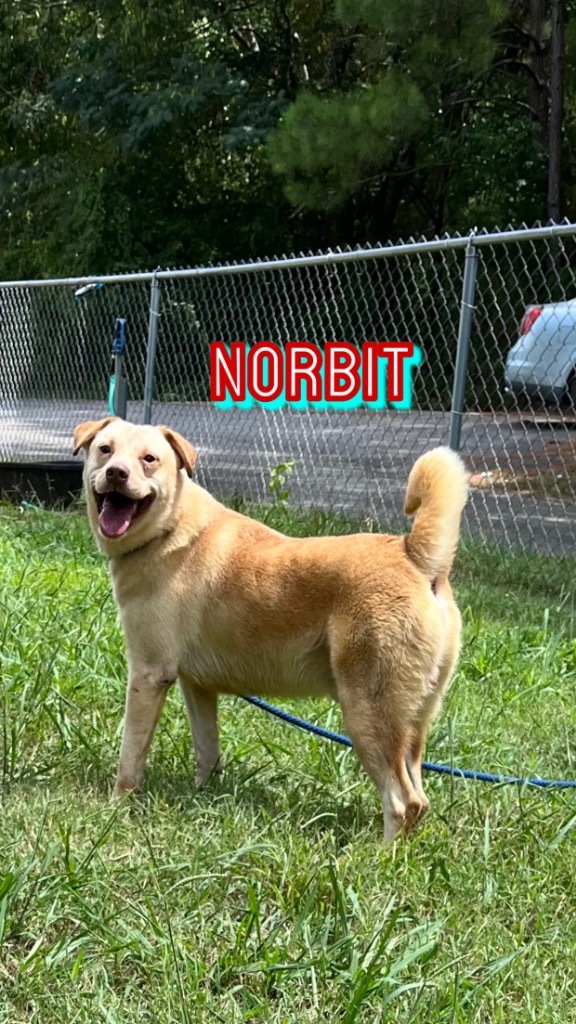 Norbit