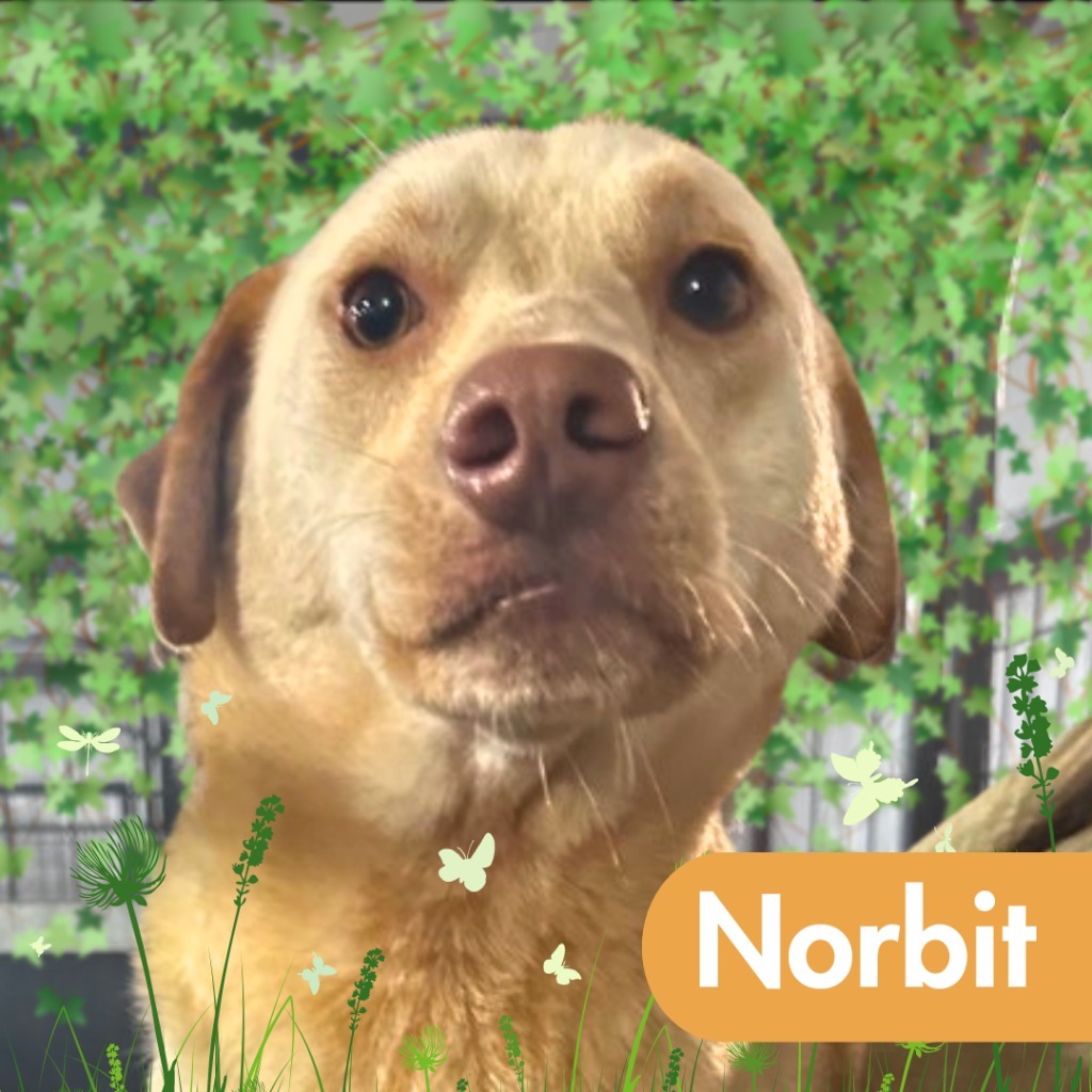 Norbit