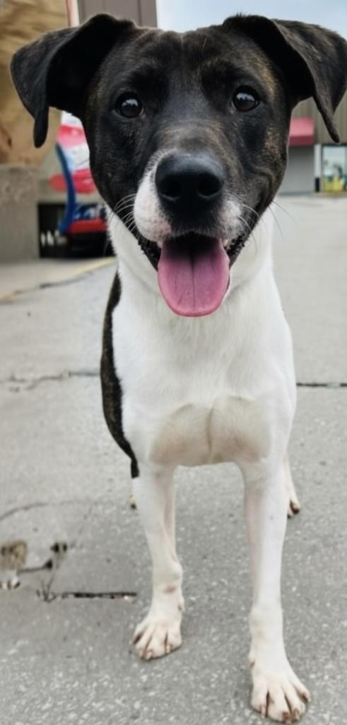 Tyrone, an adoptable Whippet, Mixed Breed in Lawrenceburg, TN, 38464 | Photo Image 1