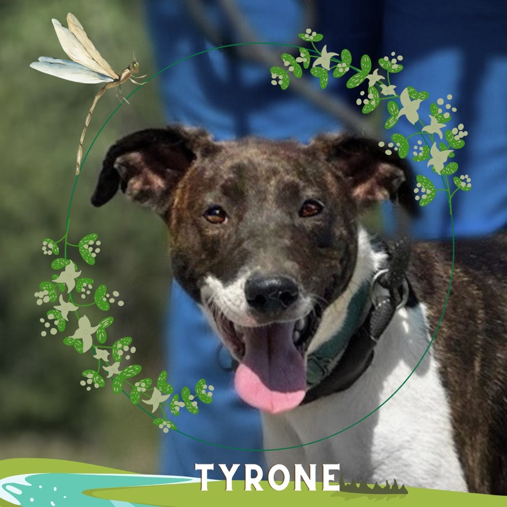 Tyrone, an adoptable Whippet, Mixed Breed in Lawrenceburg, TN, 38464 | Photo Image 2