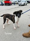 Tyrone photo 3