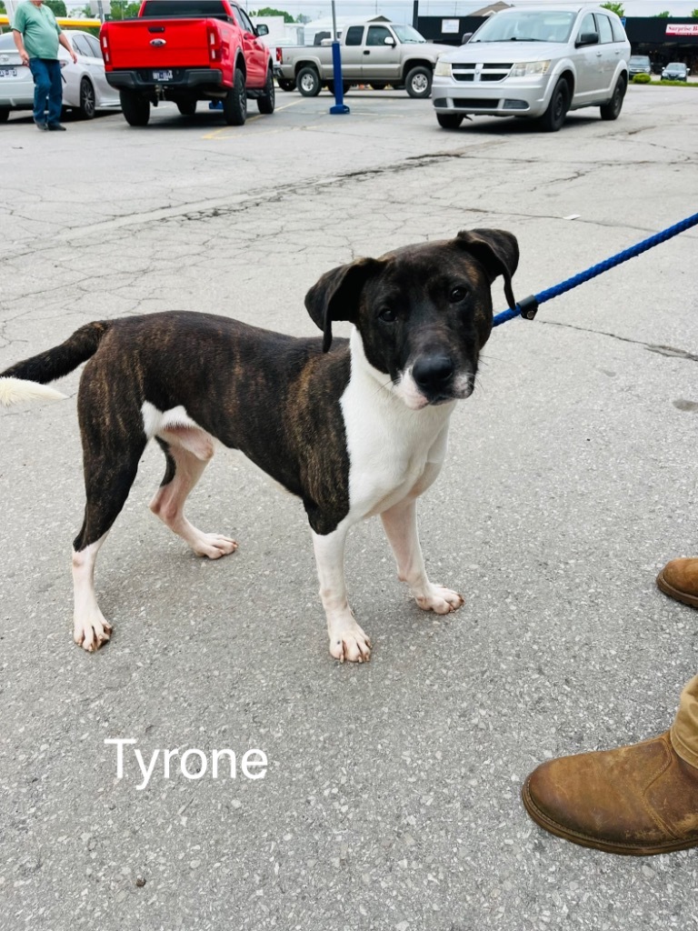 Tyrone, an adoptable Whippet, Mixed Breed in Lawrenceburg, TN, 38464 | Photo Image 3