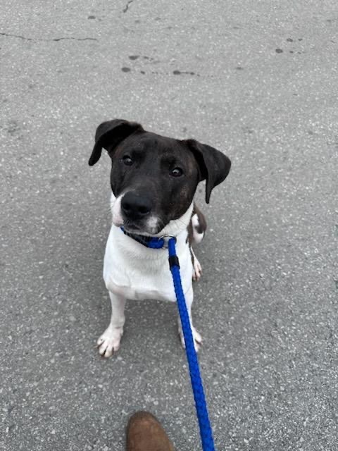 Tyrone, an adoptable Whippet, Mixed Breed in Lawrenceburg, TN, 38464 | Photo Image 4