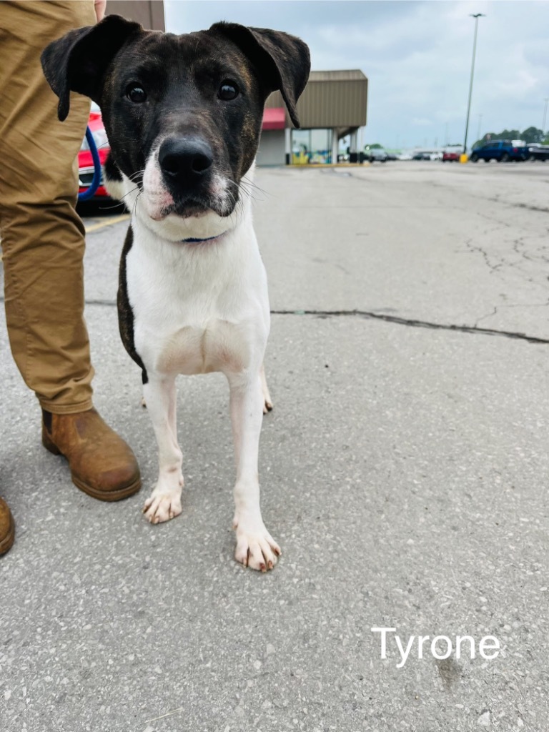 Tyrone, an adoptable Whippet, Mixed Breed in Lawrenceburg, TN, 38464 | Photo Image 4