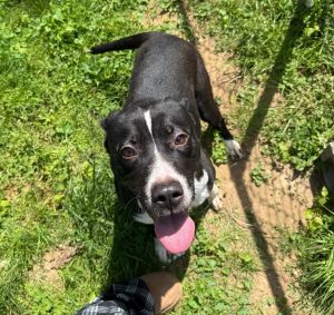 Clara, Adult Female Mixed Breed