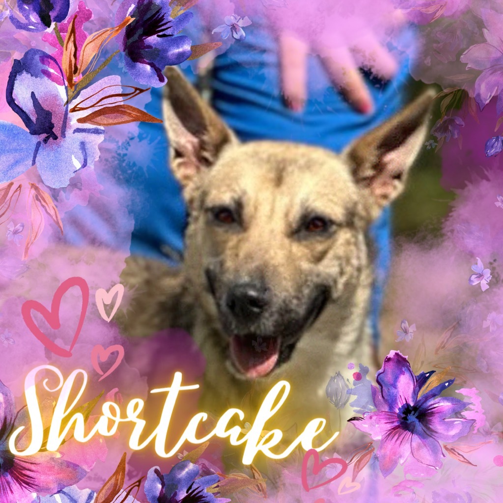 Shortcake