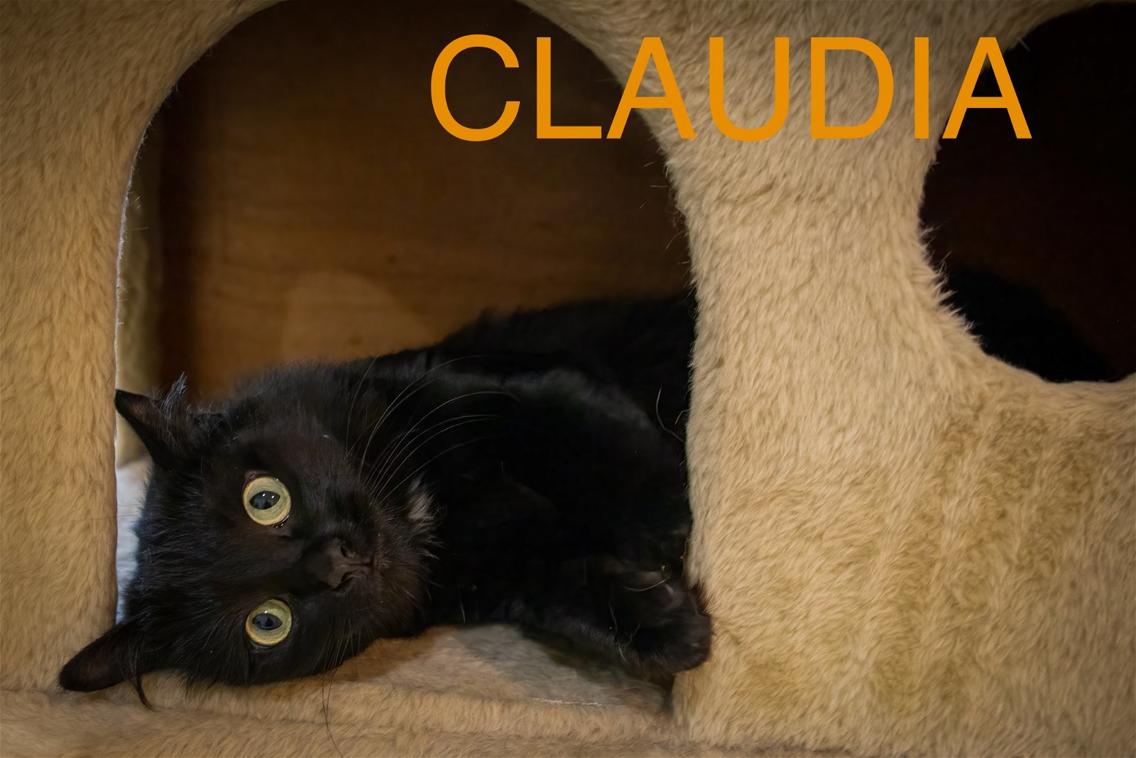 Claudia (FCID# 12/13/2023 - 10 Trainer)