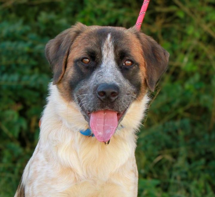 Dog for adoption Hunter a Great Pyrenees Mix in Pittsburgh PA