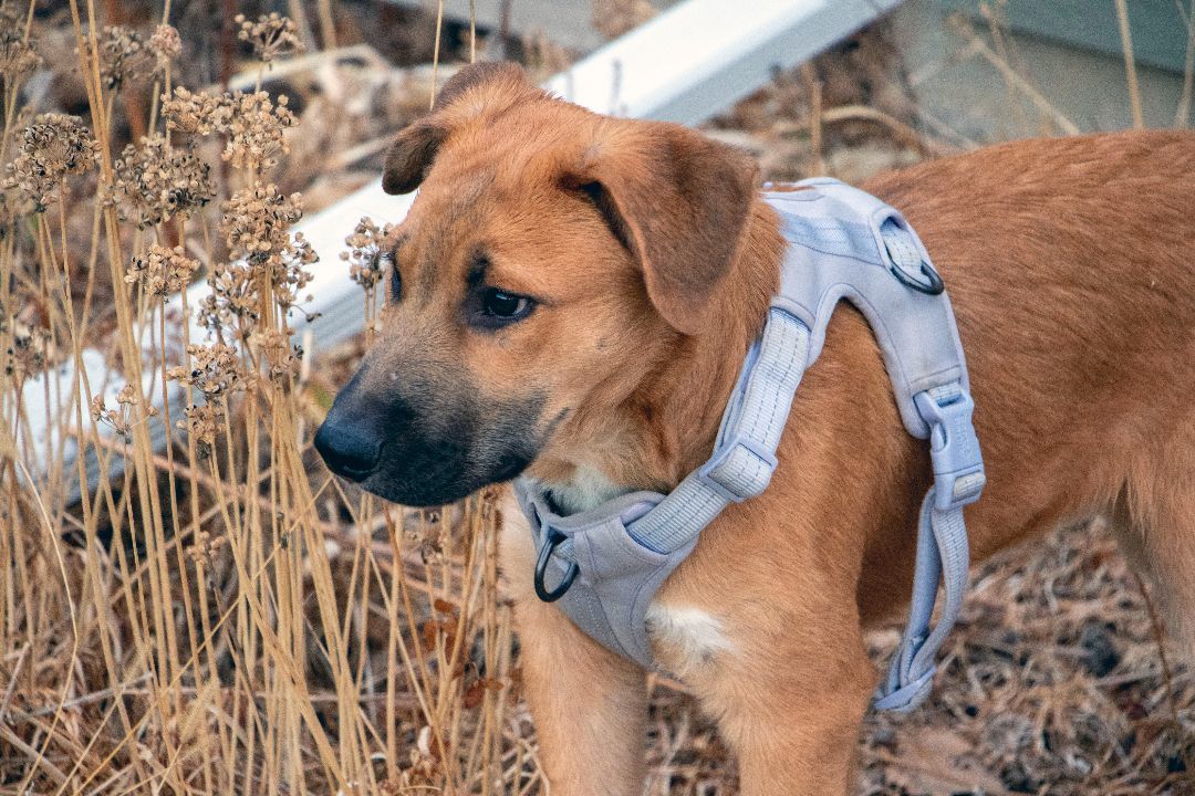 Judah, an adoptable Mixed Breed in Pierre, SD, 57501 | Photo Image 6