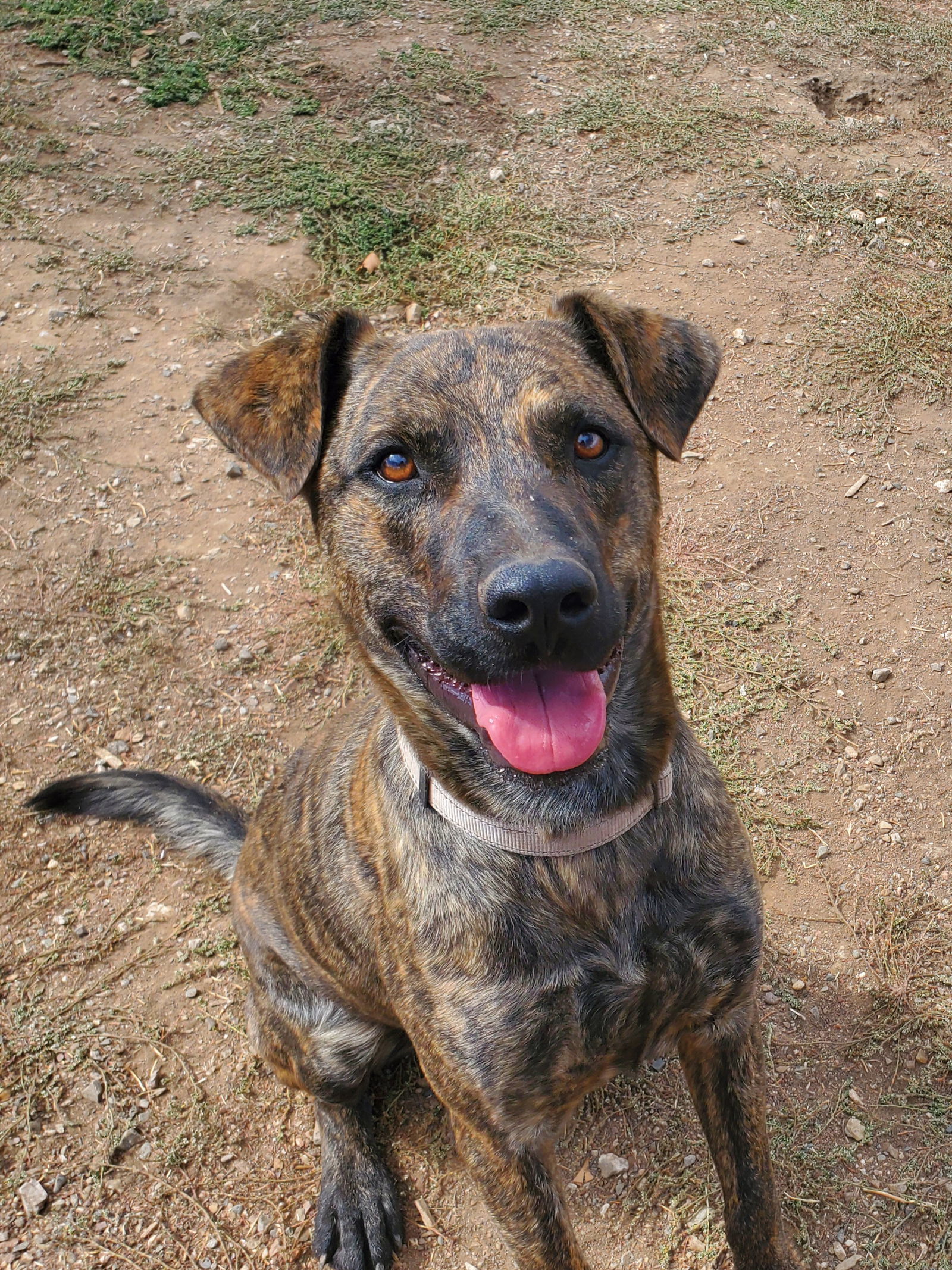 Brady, an adoptable Shepherd in Yreka, CA, 96097 | Photo Image 1