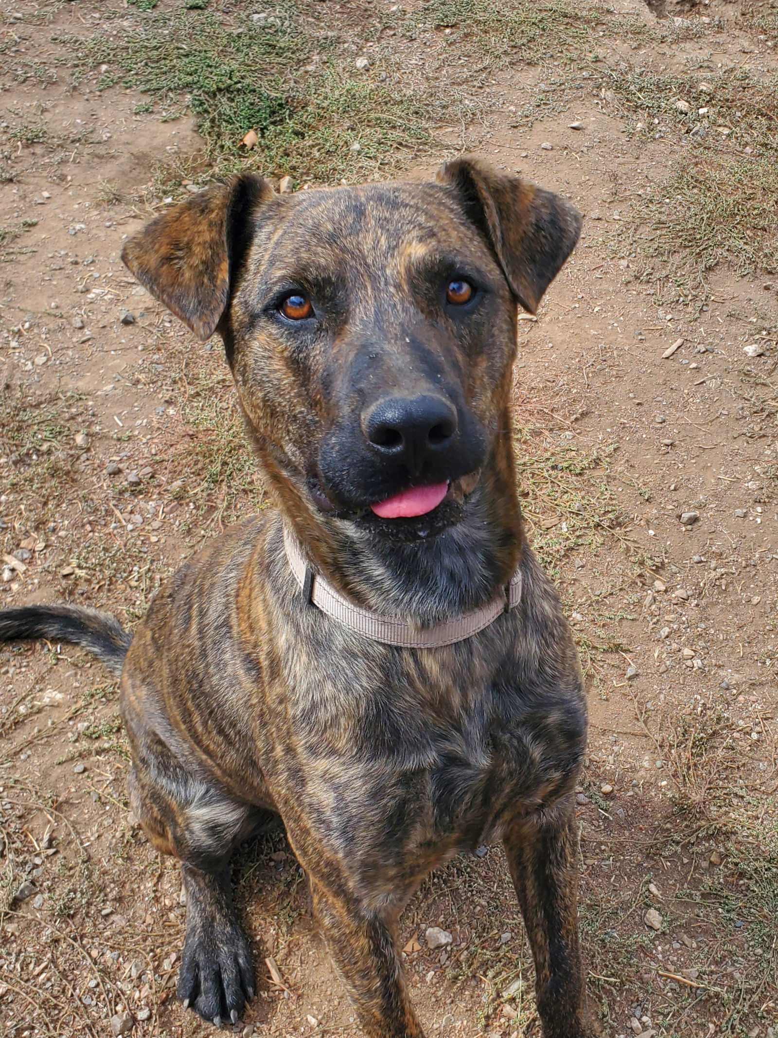 Brady, an adoptable Shepherd in Yreka, CA, 96097 | Photo Image 3