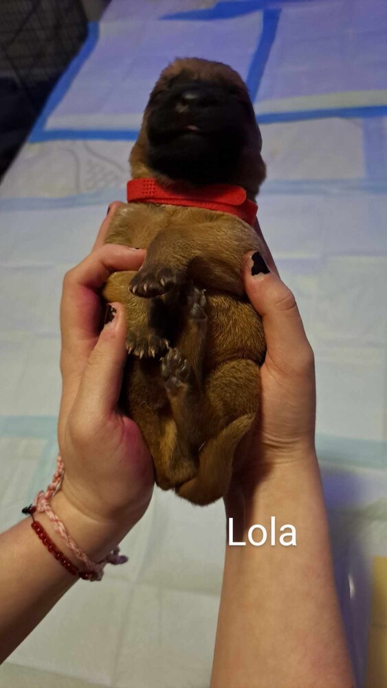 A Little Looney Litter-Lola- Located in Washington