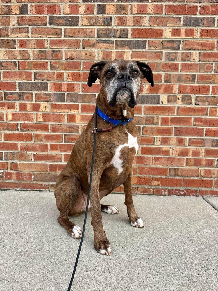 Roscoe, an adoptable Boxer in Sanford, MI, 48657 | Photo Image 1