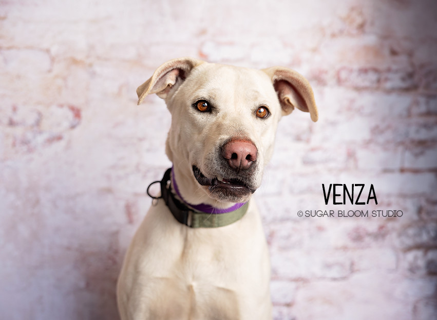 Venza, an adoptable Labrador Retriever in Littleton, CO, 80126 | Photo Image 1