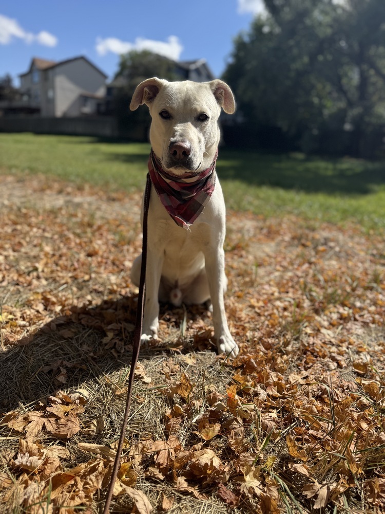Boone, an adoptable Labrador Retriever in Littleton, CO, 80126 | Photo Image 1