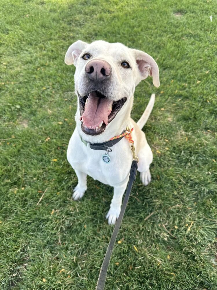Venza, an adoptable Labrador Retriever in Littleton, CO, 80126 | Photo Image 2