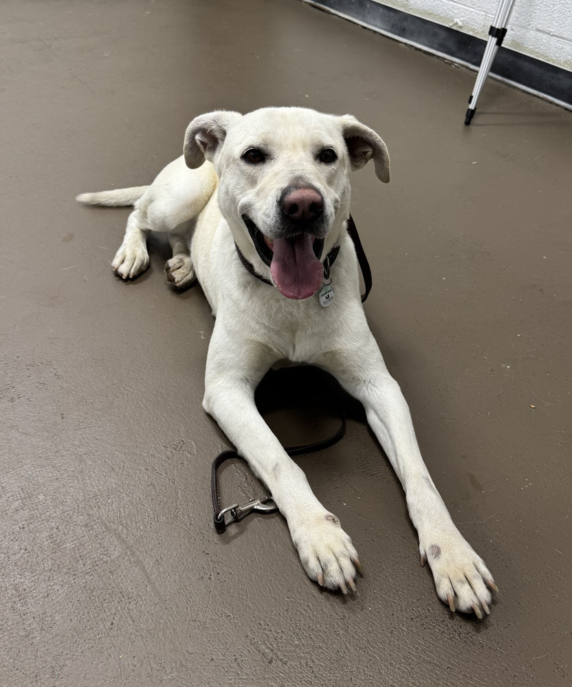 Venza, an adoptable Labrador Retriever in Littleton, CO, 80126 | Photo Image 2