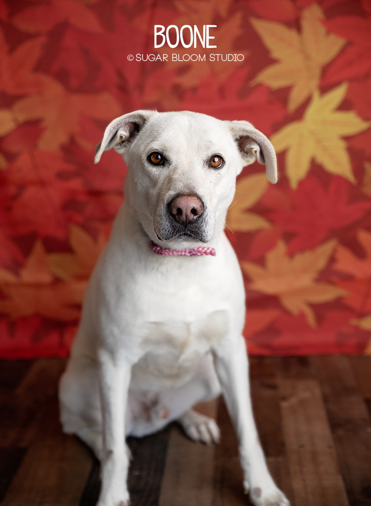 Boone, an adoptable Labrador Retriever in Littleton, CO, 80126 | Photo Image 2