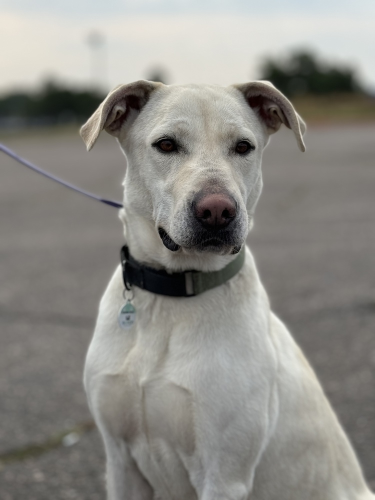 Venza, an adoptable Labrador Retriever in Littleton, CO, 80126 | Photo Image 3