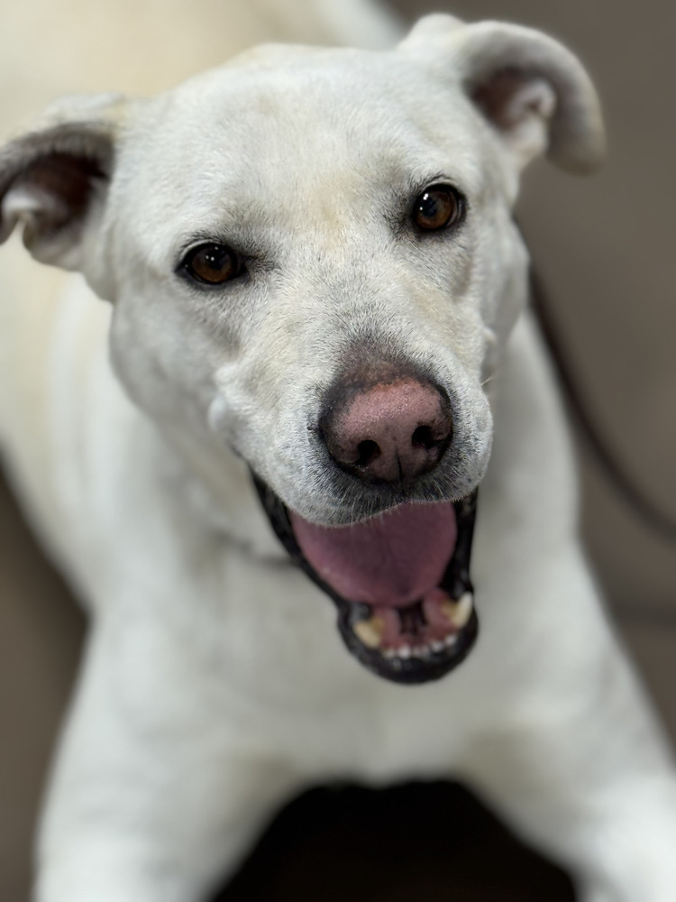 Venza, an adoptable Labrador Retriever in Littleton, CO, 80126 | Photo Image 3