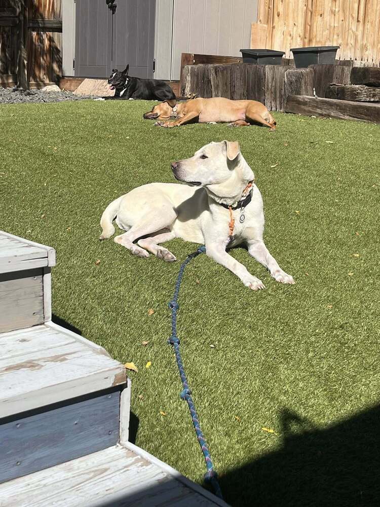 Venza, an adoptable Labrador Retriever in Littleton, CO, 80126 | Photo Image 3
