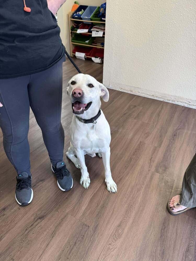 Venza, an adoptable Labrador Retriever in Littleton, CO, 80126 | Photo Image 4
